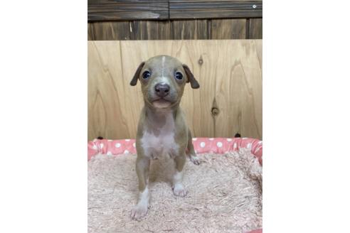成約済の愛知県のイタリアングレーハウンド(イタグレ)-174560の1枚目