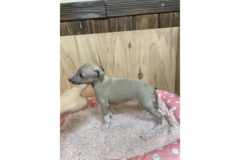 成約済の愛知県のイタリアングレーハウンド(イタグレ)-174560の4枚目