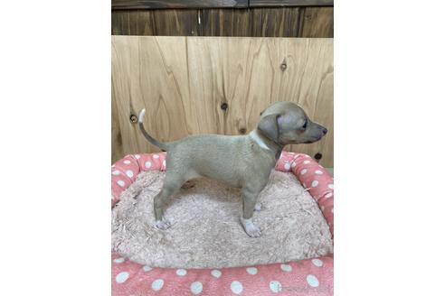 成約済の愛知県のイタリアングレーハウンド(イタグレ)-174560の3枚目