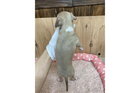 成約済の愛知県のイタリアングレーハウンド(イタグレ)-174560の2枚目