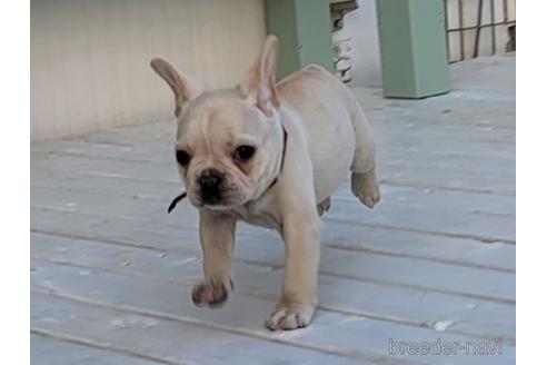 成約済の埼玉県のフレンチブルドッグ-174946の4枚目
