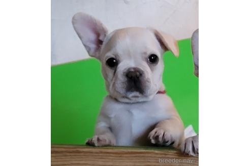 成約済の埼玉県のフレンチブルドッグ-174946の1枚目