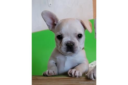 成約済の埼玉県のフレンチブルドッグ-174946の5枚目