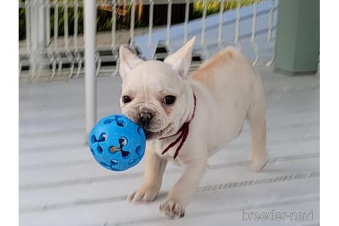 成約済の埼玉県のフレンチブルドッグ-174946の6枚目