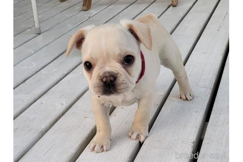 成約済の埼玉県のフレンチブルドッグ-174946の2枚目