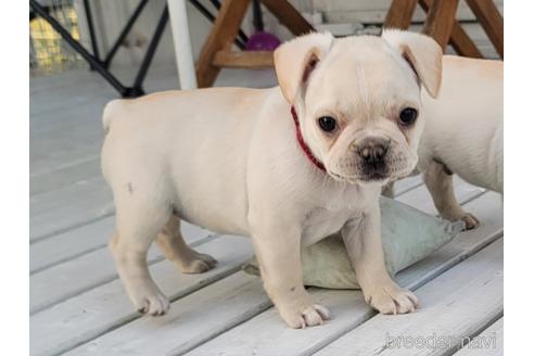 成約済の埼玉県のフレンチブルドッグ-174946の3枚目