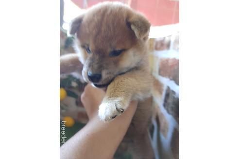 成約済の鹿児島県の柴犬-172799の3枚目