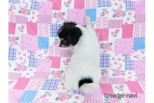 成約済の千葉県のミックス犬-171815の4枚目