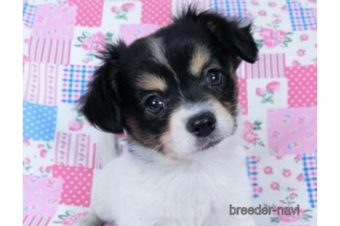 成約済の千葉県のミックス犬-171815の3枚目