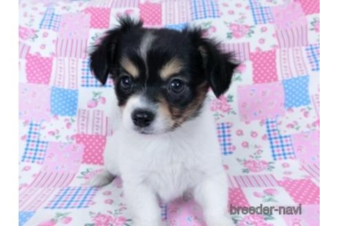 成約済の千葉県のミックス犬-171815の2枚目