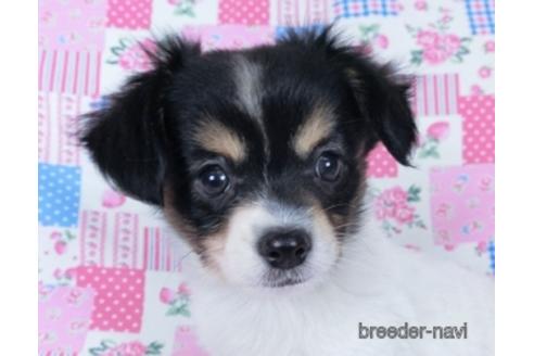 成約済の千葉県のミックス犬-171815の1枚目