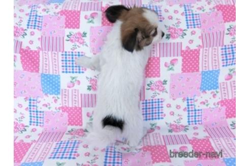 成約済の千葉県のミックス犬-171817の4枚目