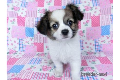 成約済の千葉県のミックス犬-171817の3枚目