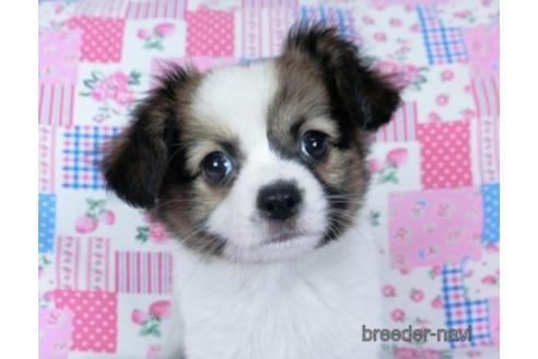 成約済の千葉県のミックス犬-171817の2枚目