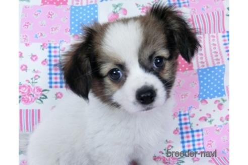 成約済の千葉県のミックス犬-171817の1枚目