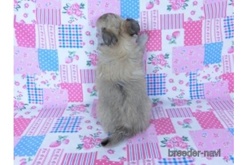 成約済の千葉県のチワワ(ロングコート)-172255の4枚目