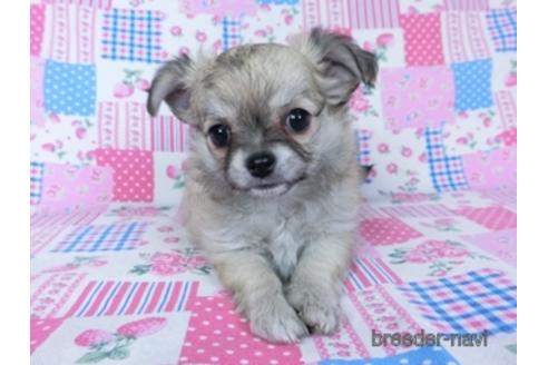 成約済の千葉県のチワワ(ロングコート)-172255の3枚目