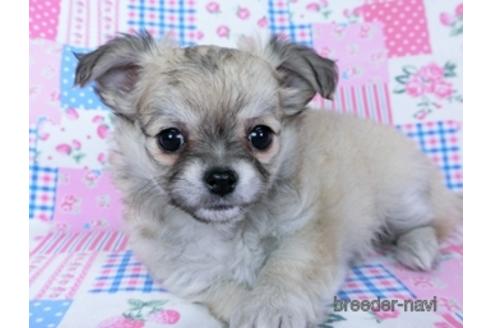 成約済の千葉県のチワワ(ロングコート)-172255の2枚目