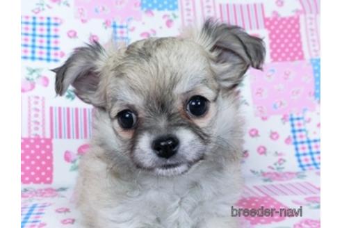 成約済の千葉県のチワワ(ロングコート)-172255