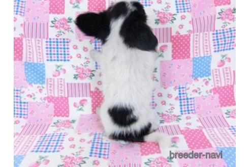 成約済の千葉県のミックス犬-171825の4枚目