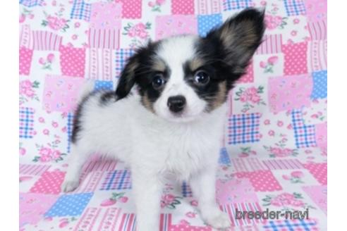 成約済の千葉県のミックス犬-171825の3枚目