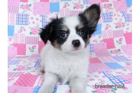 成約済の千葉県のミックス犬-171825の2枚目