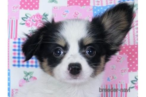 成約済の千葉県のミックス犬-171825の1枚目