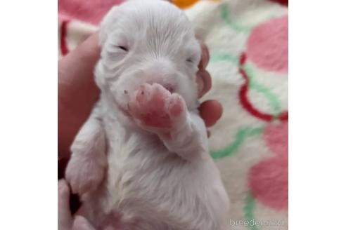 成約済の愛知県のシーリハムテリア-174982の1枚目