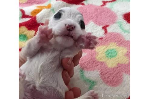 成約済の愛知県のシーリハムテリア-174983の1枚目