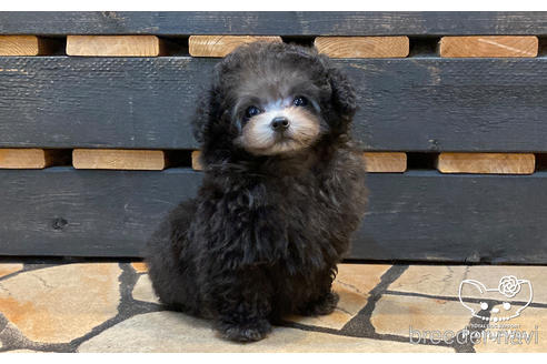 成約済の愛知県のティーカッププードル-174986