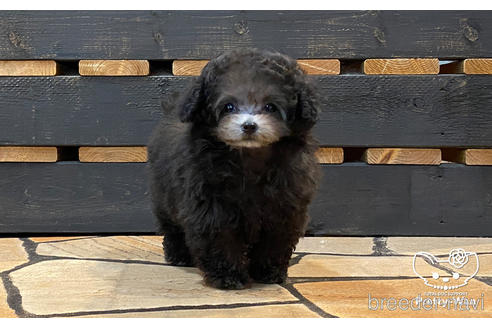 成約済の愛知県のティーカッププードル-174986の5枚目