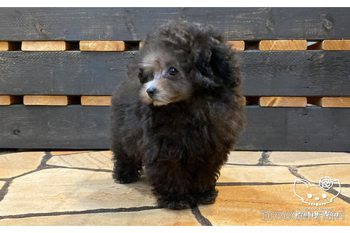 成約済の愛知県のティーカッププードル-174986の4枚目