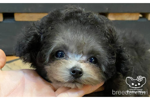 成約済の愛知県のティーカッププードル-174986の3枚目