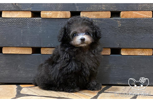 成約済の愛知県のティーカッププードル-174986の2枚目