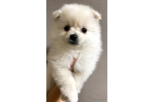 成約済の茨城県のポメラニアン-174949の2枚目