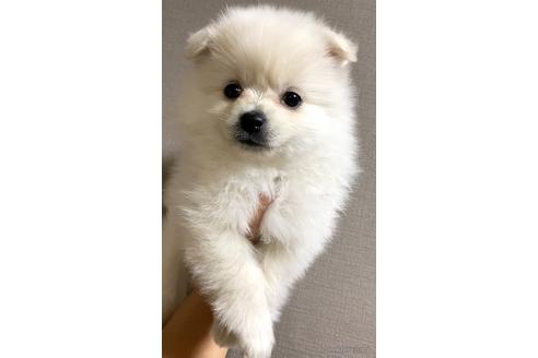 成約済の茨城県のポメラニアン-174949の5枚目