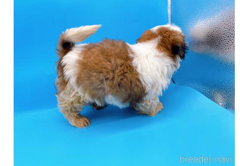 成約済の東京都のシーズー-175213の6枚目