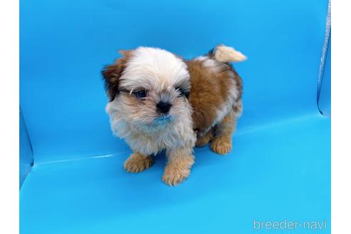 成約済の東京都のシーズー-175213の7枚目