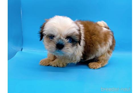 成約済の東京都のシーズー-175213の2枚目