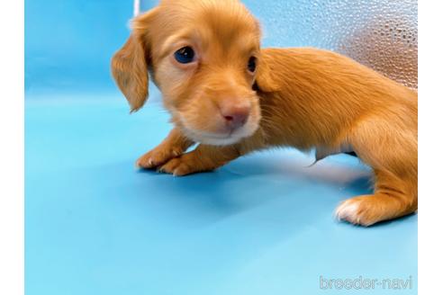 成約済の東京都のミニチュアダックスフンド(ロングヘアード)-175215の11枚目