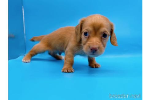 成約済の東京都のミニチュアダックスフンド(ロングヘアード)-175215の15枚目