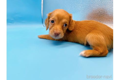 成約済の東京都のミニチュアダックスフンド(ロングヘアード)-175215の10枚目