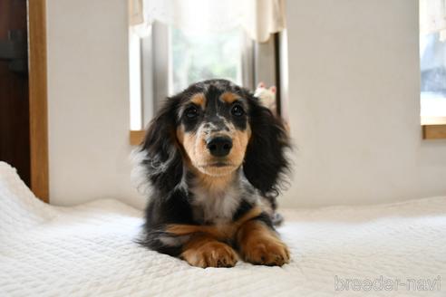 成約済の愛知県のカニンヘンダックスフンド(ロングヘアード)-175009の1枚目