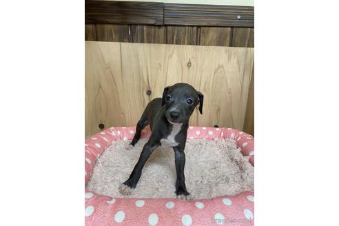 成約済の愛知県のイタリアングレーハウンド(イタグレ)-174577の1枚目