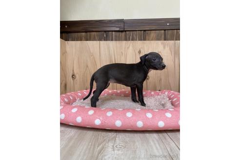 成約済の愛知県のイタリアングレーハウンド(イタグレ)-174577の3枚目