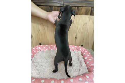 成約済の愛知県のイタリアングレーハウンド(イタグレ)-174577の2枚目