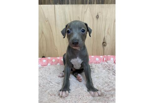 成約済の愛知県のイタリアングレーハウンド(イタグレ)-174558の1枚目