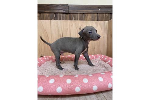 成約済の愛知県のイタリアングレーハウンド(イタグレ)-174558の3枚目