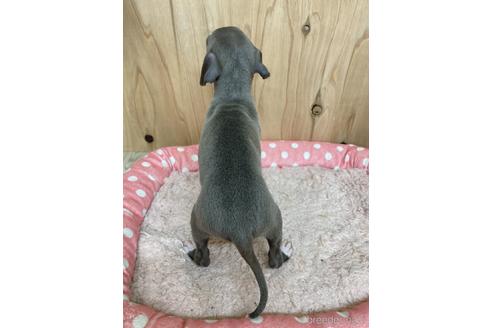 成約済の愛知県のイタリアングレーハウンド(イタグレ)-174558の2枚目