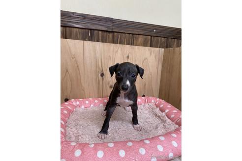 成約済の愛知県のイタリアングレーハウンド(イタグレ)-174576の1枚目